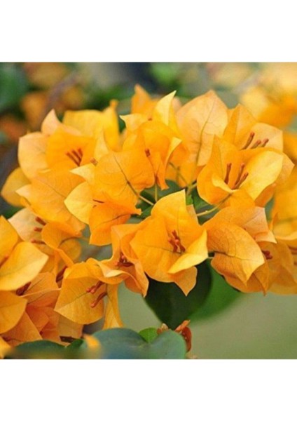 Videolu Sarı Begonvil Çiçeği Fidanı 50 cm Saksılı/Tüplü Dış Mekan Sarmaşık Bitkileri Yellow Begonia