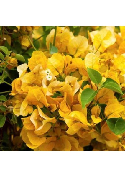 Videolu Sarı Begonvil Çiçeği Fidanı 50 cm Saksılı/Tüplü Dış Mekan Sarmaşık Bitkileri Yellow Begonia modelleri