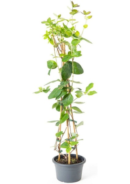 Hanımeli Sarmaşık 1 Metre Boyunda fiyatları