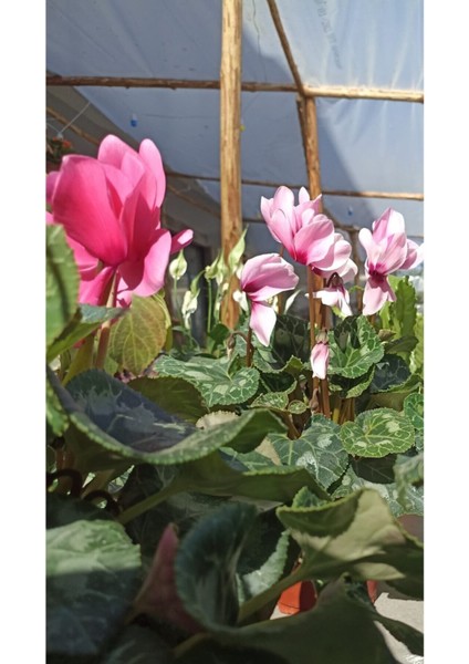 Videolu Özel Tür Pembe 1 Adet Sıklamen Fidanı Saksılıtüplü 35-65 cm (Pink Cyclamen) indirimleri