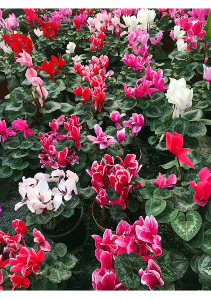 Videolu Bol Çiçekli Kırmızı 1 Adet Sıklamen Fidanı 30-60 cm Saksılıtüplü (Red Cyclamen) fırsatları