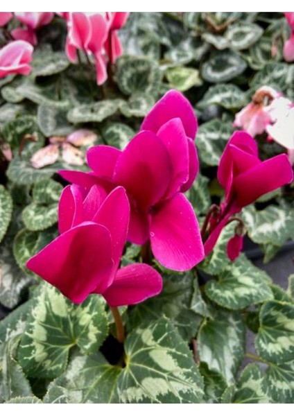 Siklamen Çiçeği, Koyu Pembe ( Fuşya) Renk Cyclamen, 14 cm'lik Saksıda Sıklamen Bitkisi
