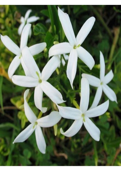 Videolu Mis Kokulu Beyaz Yasemin Fidanı Saksılı 60-125 cm ( White Jasminium Sapling)