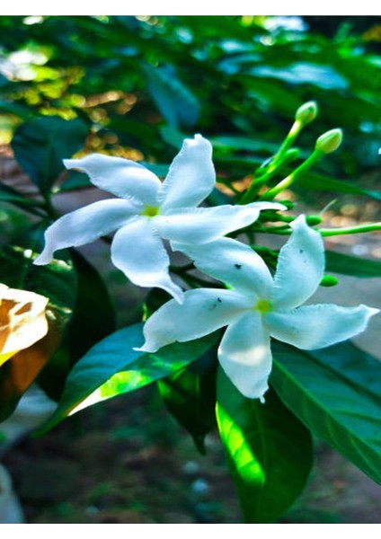 Videolu Mis Kokulu Beyaz Yasemin Fidanı Saksılı 60-125 cm ( White Jasminium Sapling)