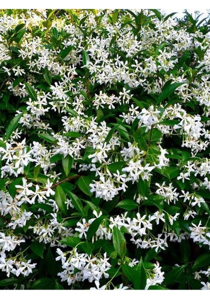 Videolu Mis Kokulu Beyaz Yasemin Fidanı Saksılı 60-125 cm ( White Jasminium Sapling)