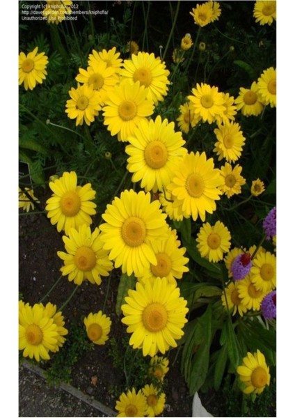 Videolu 1 Adet Sarı Papatya Fidanı Saksılı 35-65 cm (Yellow Daisy Sapling)