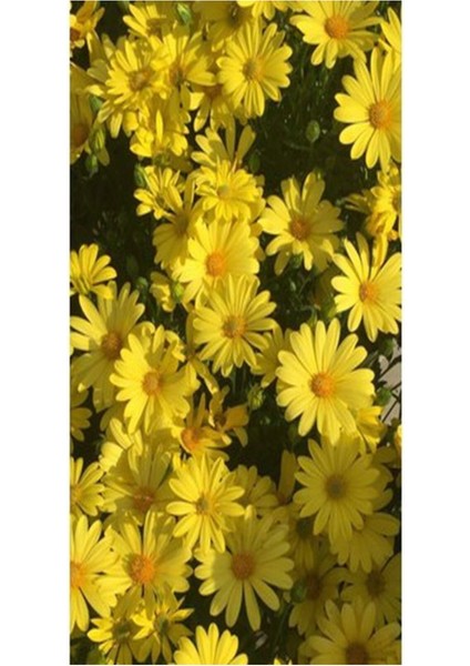 Videolu 1 Adet Sarı Papatya Fidanı Saksılı 35-65 cm (Yellow Daisy Sapling) fiyatları