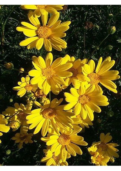 Videolu 1 Adet Sarı Papatya Fidanı Saksılı 35-65 cm (Yellow Daisy Sapling) modelleri