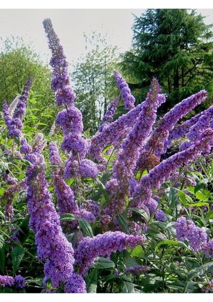 Videolu Mor Renkli 1 Adet Leylak Fidanı Saksılı 80-130 cm (Leilac Sapling)
