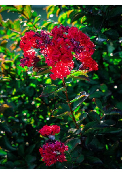 Videolu Kırmızı 40-60 cm Oya Ağacı Fidanı Dış Mekan Ağaçları Red Lagerstroemia