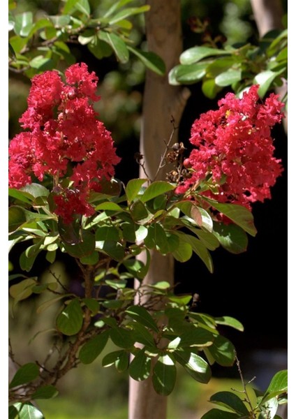Videolu Kırmızı 40-60 cm Oya Ağacı Fidanı Dış Mekan Ağaçları Red Lagerstroemia fiyatları