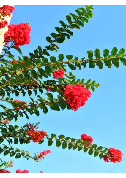 Videolu Kırmızı 40-60 cm Oya Ağacı Fidanı Dış Mekan Ağaçları Red Lagerstroemia modelleri