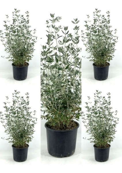 Videolu Zeytin Çalısı 5 Adet Dekoratif Peyzaj Bitkisi Saksılı / Tüplü 30-65 cm (Teucrium Fruticans) fiyatları