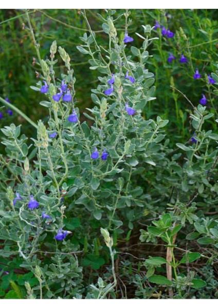 Videolu Zeytin Çalısı 5 Adet Dekoratif Peyzaj Bitkisi Saksılı / Tüplü 30-65 cm (Teucrium Fruticans) fırsatları