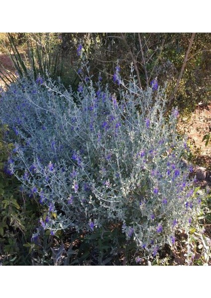 Videolu Zeytin Çalısı 5 Adet Dekoratif Peyzaj Bitkisi Saksılı / Tüplü 30-65 cm (Teucrium Fruticans) indirimleri
