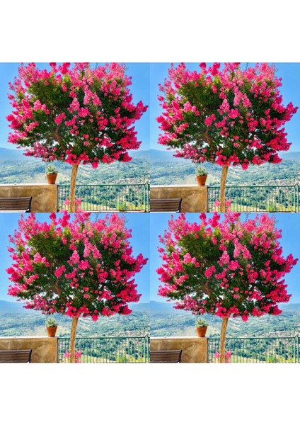 Videolu Mis Kokulu 4 Adet Oya Ağacı Fidanı Tüplüsaksılı 30-60 cm (Lacebark Pine Sapling)