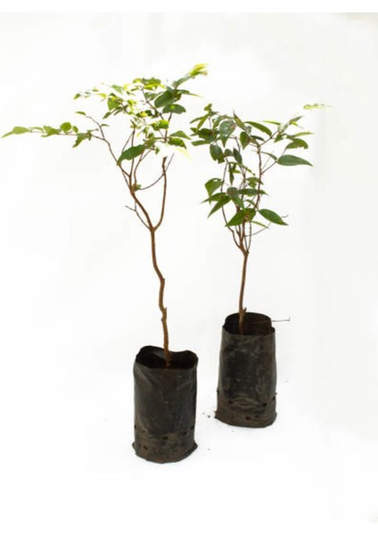 Videolu Mis Kokulu 4 Adet Oya Ağacı Fidanı Tüplüsaksılı 30-60 cm (Lacebark Pine Sapling)
