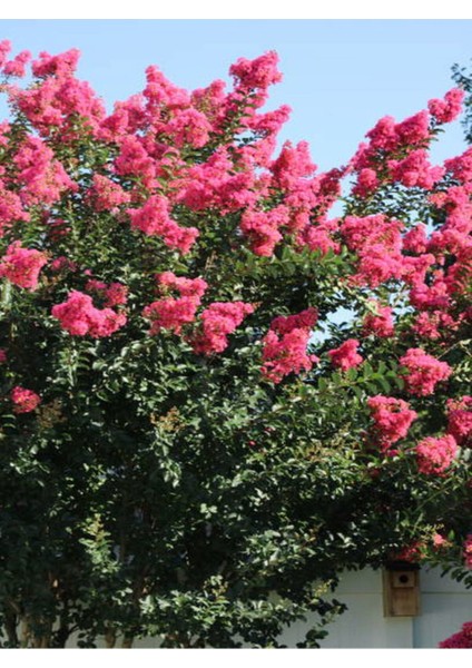 Videolu Mis Kokulu 4 Adet Oya Ağacı Fidanı Tüplüsaksılı 30-60 cm (Lacebark Pine Sapling)