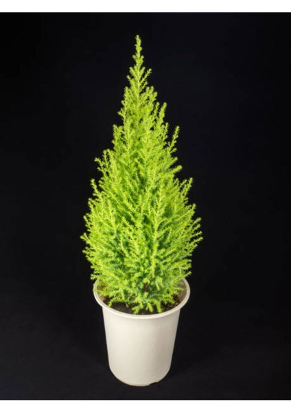 Videolu Salon Çamı Limoni Servi 30-70 cm Saksılı Tüplü Dış Mekan Ağaçları Lemon-Scented Pine