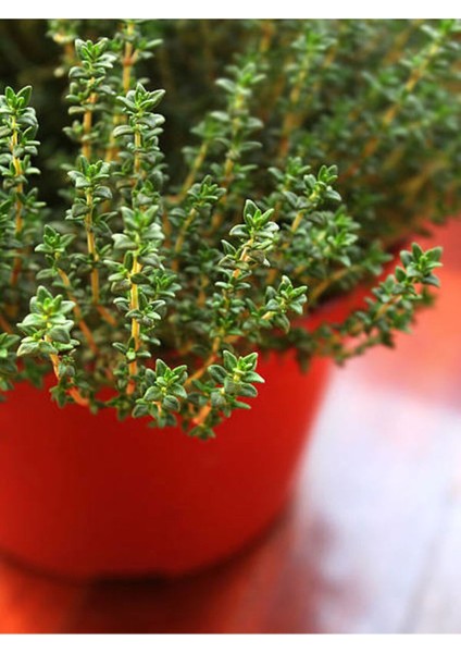 Mutfak Aromatik Bitki Seti 3 Adet Saksı Kekik-Biberiye-Adaçayı 20-40 cm (Thyme-Sage-Rosemary) fırsatları