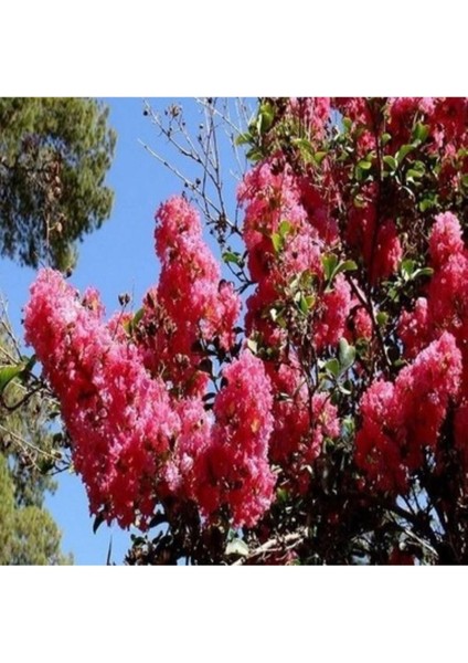 Kırmızı Oya Çiçeği Fidanı 80 cm