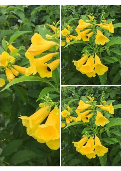 Videolu Sarı Acem Borusu Çiçeği 3 Adet 40-60 cm Dış Mekan Bitkisi ( Yellow Campsis Grandiflora)