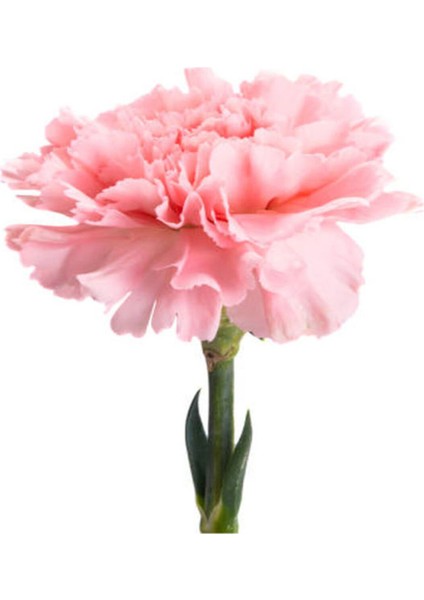 Videolu Kokulu Pembe Renk Karanfil Çiçeği Fidanı 15-30 cm Tüplü Dış Mekan Ağaçlar Pink Carnation