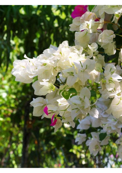 Videolu Beyaz Begonvil Çiçeği Fidanı 1 Adet Saksılı/Tüplü 40-60 cm (Bougainvillea )