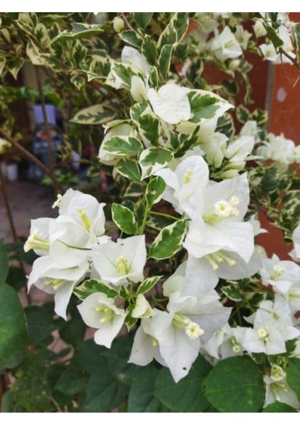 Videolu Beyaz Begonvil Çiçeği Fidanı 1 Adet Saksılı/Tüplü 40-60 cm (Bougainvillea ) fırsatları