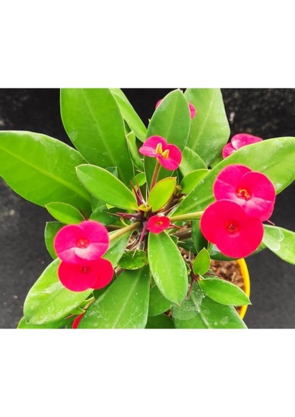 Videolu Kırmızı Renk Milli Dikenler Tacı 25 55 cm Saksılı Kaktüs Euphorbia fiyatları
