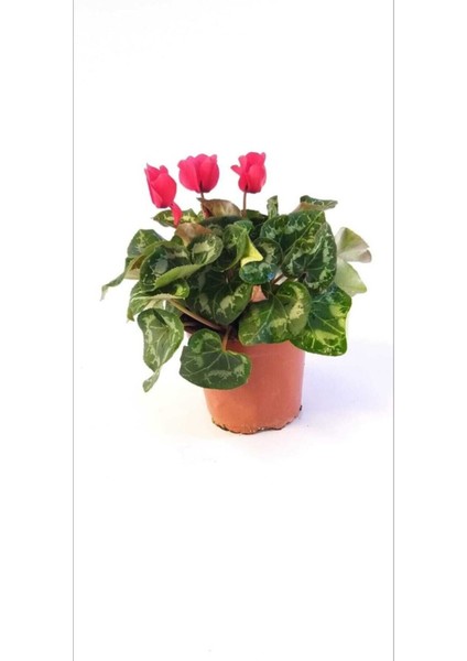 Sıklamen, Cyclaemen, Tavşankulağı, Çiçekli Bitki Hediyelik Bitki