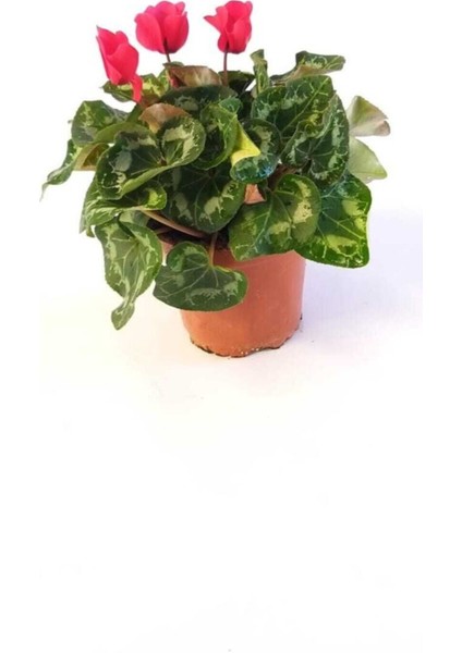 Sıklamen, Cyclaemen, Tavşankulağı, Çiçekli Bitki Hediyelik Bitki fiyatları