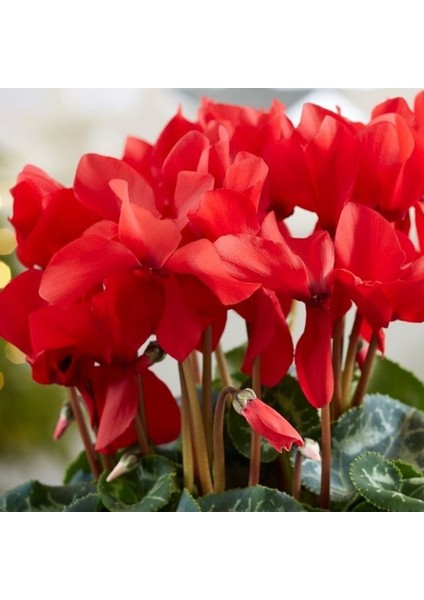 Kırmızı Sıklamen Çiçeği 3 Adet Cyclamen modelleri