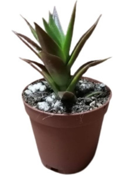 Aloe Black Gem Sukulent Bitkisi