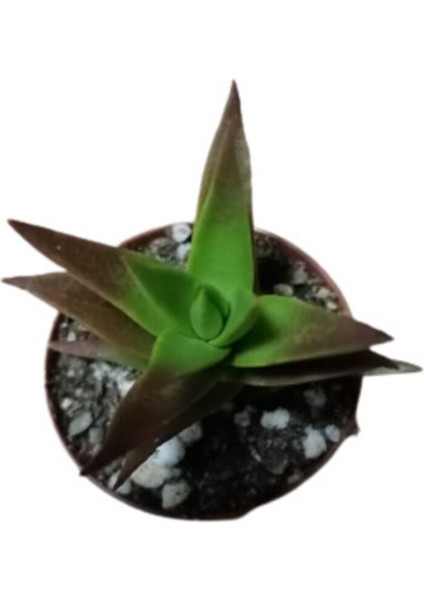 Aloe Black Gem Sukulent Bitkisi