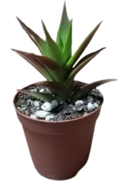 Aloe Black Gem Sukulent Bitkisi