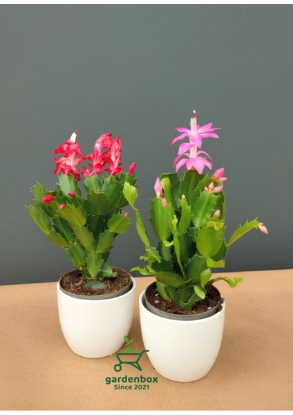Kırmızı Renk Yılbaşı Çiçeği Schlumbergera 1 Adet Saksılı 10-15CM