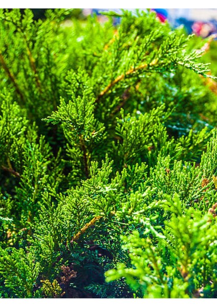 Videolu Kokulu Mini Limoni Servi Fidanı 20 Adet Tüplü/mini Saksılı 10-15 cm ( Miniature Pine Tree ) fiyatları
