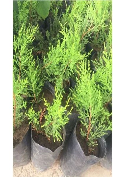 Videolu Kokulu Mini Limoni Servi Fidanı 20 Adet Tüplü/mini Saksılı 10-15 cm ( Miniature Pine Tree ) modelleri