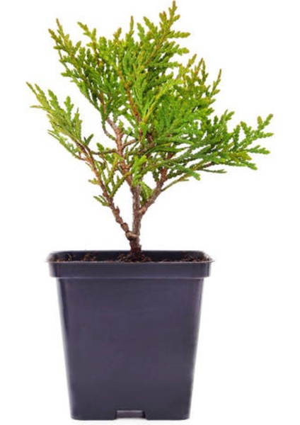 Videolu Kokulu Mini Limoni Servi Fidanı 20 Adet Tüplü/mini Saksılı 10-15 cm ( Miniature Pine Tree ) fırsatları