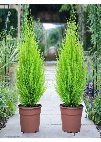 Videolu Mis Kokulu Limoni 1 Adet Servi Çam Ağacı Fidanı 30-60 cm Saksılı (Cedar Pine Tree Sapling)