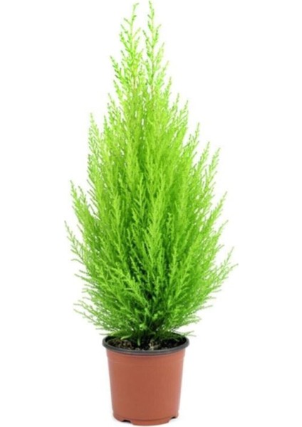 Videolu Mis Kokulu Limoni 1 Adet Servi Çam Ağacı Fidanı 30-60 cm Saksılı (Cedar Pine Tree Sapling)