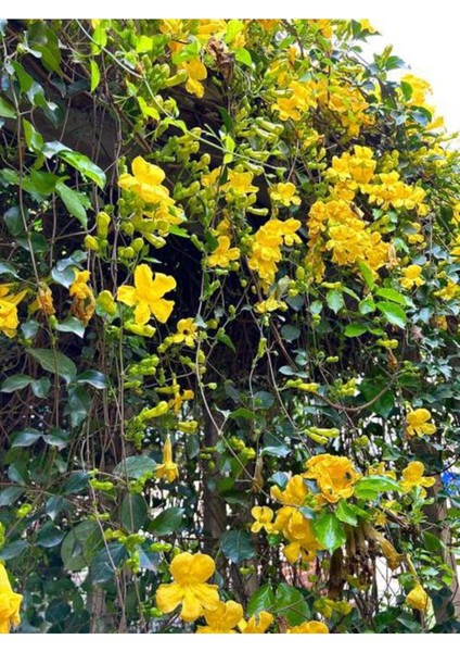 Esthetic Architecture Sarı Çiçekli Yasemin 1 Adet Saksılı/ Tüplü 60-80 cm (Yellow Jasmine)