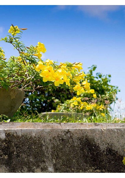 Esthetic Architecture Sarı Çiçekli Yasemin 1 Adet Saksılı/ Tüplü 60-80 cm (Yellow Jasmine)