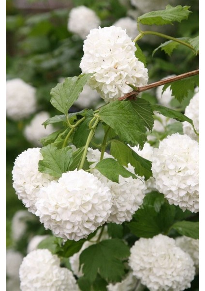 Videolu Kartopu Çiçeği Fidanı 1 Adet 35-65 cm Saksılıtüplü (Viburnum Flower Sapling)