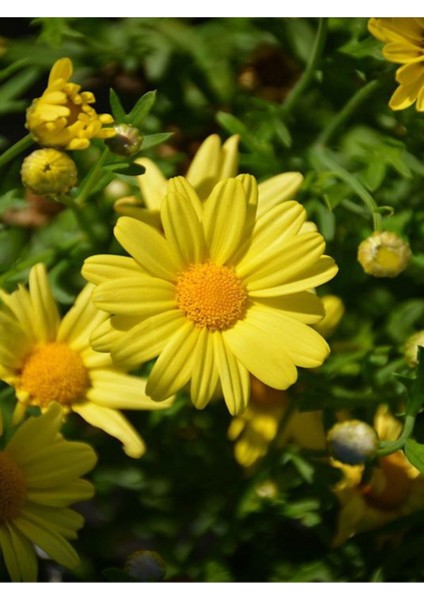 Videolu Yere Yayılan Sarı Çalı Papatyası 1 Adet Saksılı/ Tüplü 20-40 cm (Yellow Daisy Bush)