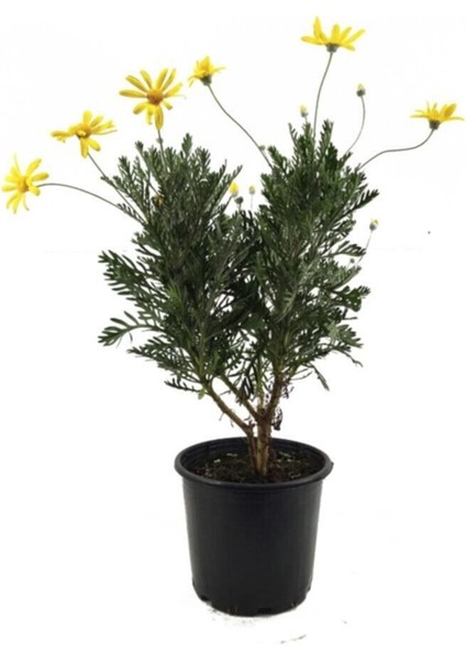 Videolu Yere Yayılan Sarı Çalı Papatyası 1 Adet Saksılı/ Tüplü 20-40 cm (Yellow Daisy Bush)
