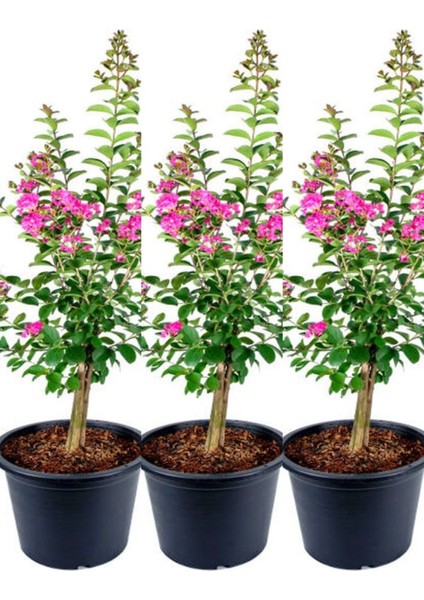 Videolu Pembe Çiçekli Oya Ağacı 3 Adet Saksıda 40-70 cm Dış Mekan Bitkisi (Lagerstroemia Indica)