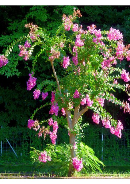Videolu Pembe Çiçekli Oya Ağacı 3 Adet Saksıda 40-70 cm Dış Mekan Bitkisi (Lagerstroemia Indica) modelleri
