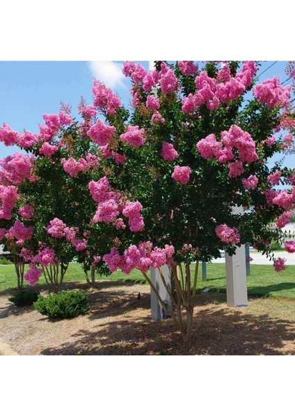 Videolu Pembe Çiçekli Oya Ağacı 3 Adet Saksıda 40-70 cm Dış Mekan Bitkisi (Lagerstroemia Indica) fırsatları